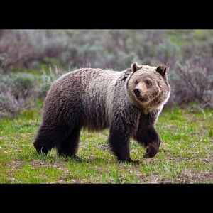 Meet your Posher, Taylor